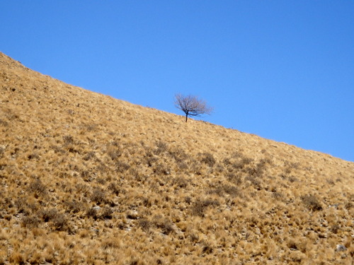 &Aacute;rbol Solitario - Solo Tree.